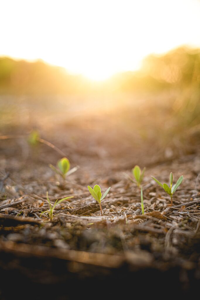 Fresh green sprouts emerging from soil in vibrant sunlight, symbolizing growth and renewal.